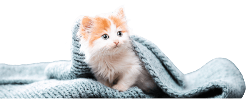 iStock-1129105973