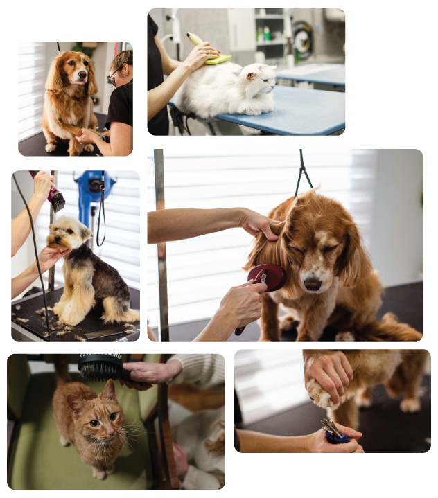 Grooming