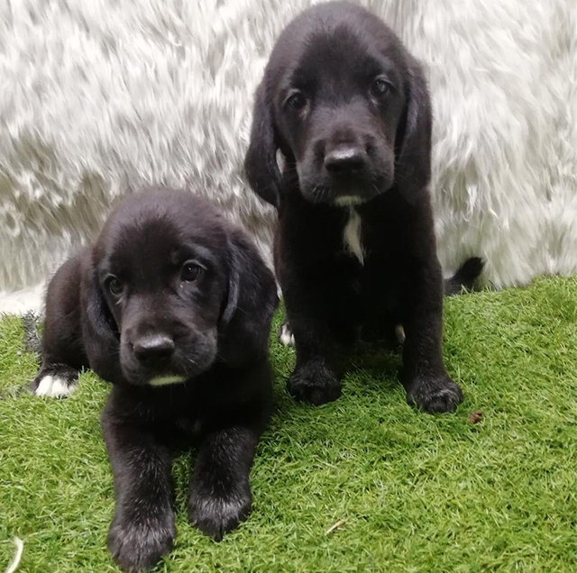 Labrador