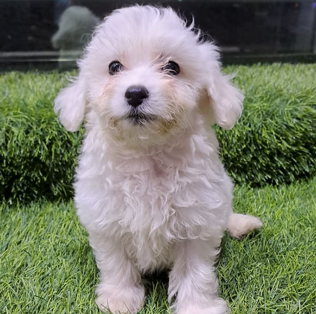 Poodle-Male