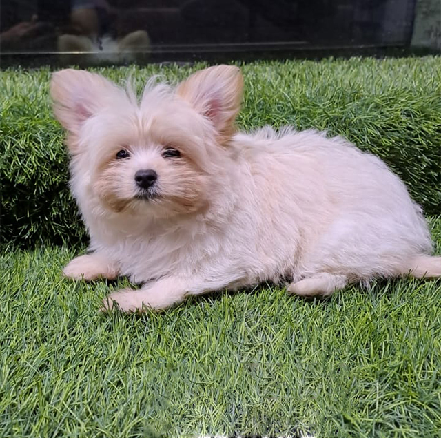 Yorkshire-Mini-Female