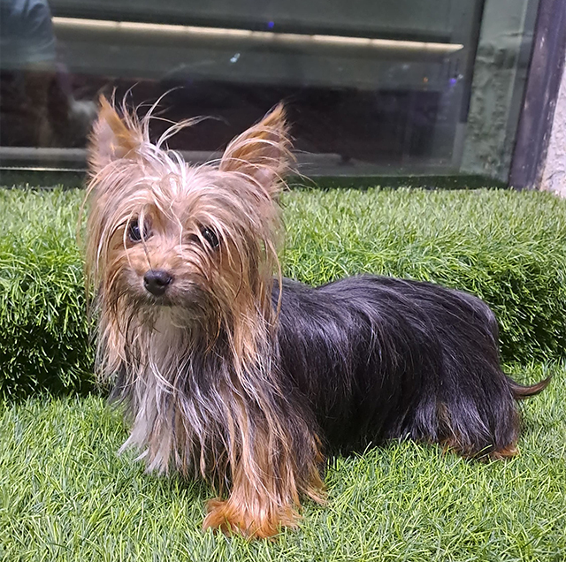 Yorkshire-Mini-male