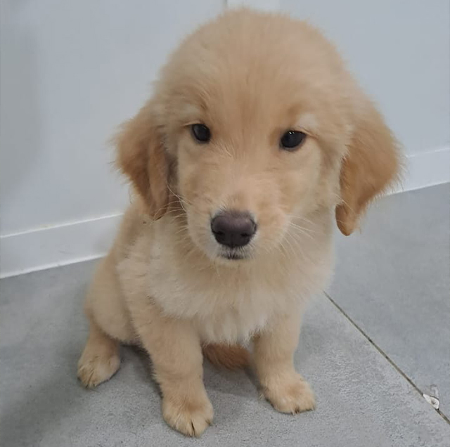 golden-retriever-Female