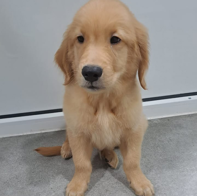 golden-retriever-male