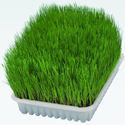 Soft Cat Grass Refill Tray for Cats - 100G