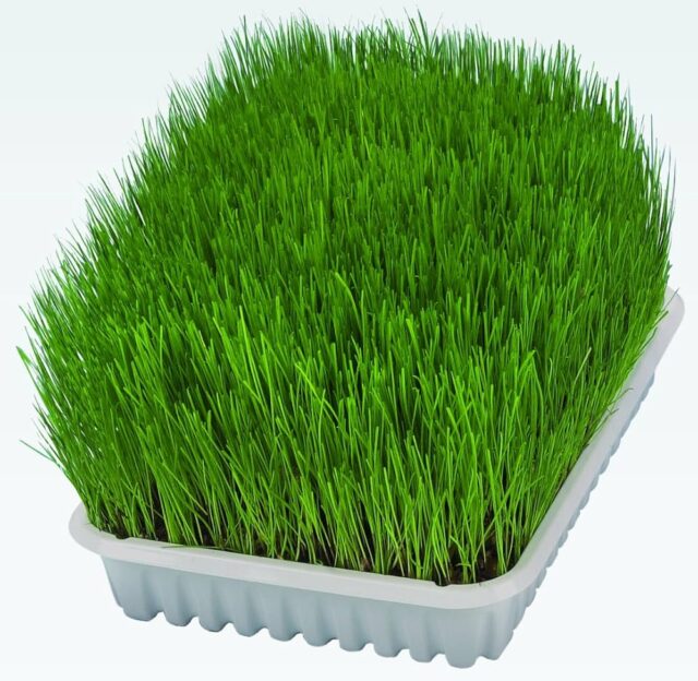 Soft Cat Grass Refill Tray for Cats - 100G